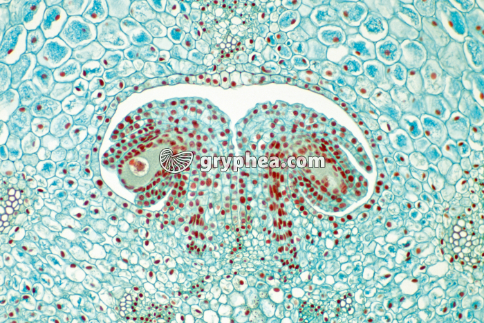 Lys - Ovaire de Lys montrant les ovules CT x25 - gryphea.org